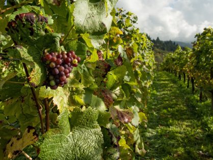 Formazione operatori di cantina - Ottimizzazione dell'utilizzo dei prodotti enologici nella vinificazione delle uve bianche e innovazioni nella gestione del post-vendemmia
