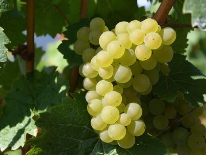 Riconoscimento sensoriale dei difetti dei vini