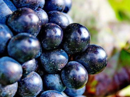 Metodologia ICV di analisi sensoriale delle uve – Modulo Metodica Applicata